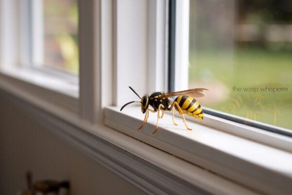 You Won't Believe What That Wasp in Your House Is Trying to Tell You!